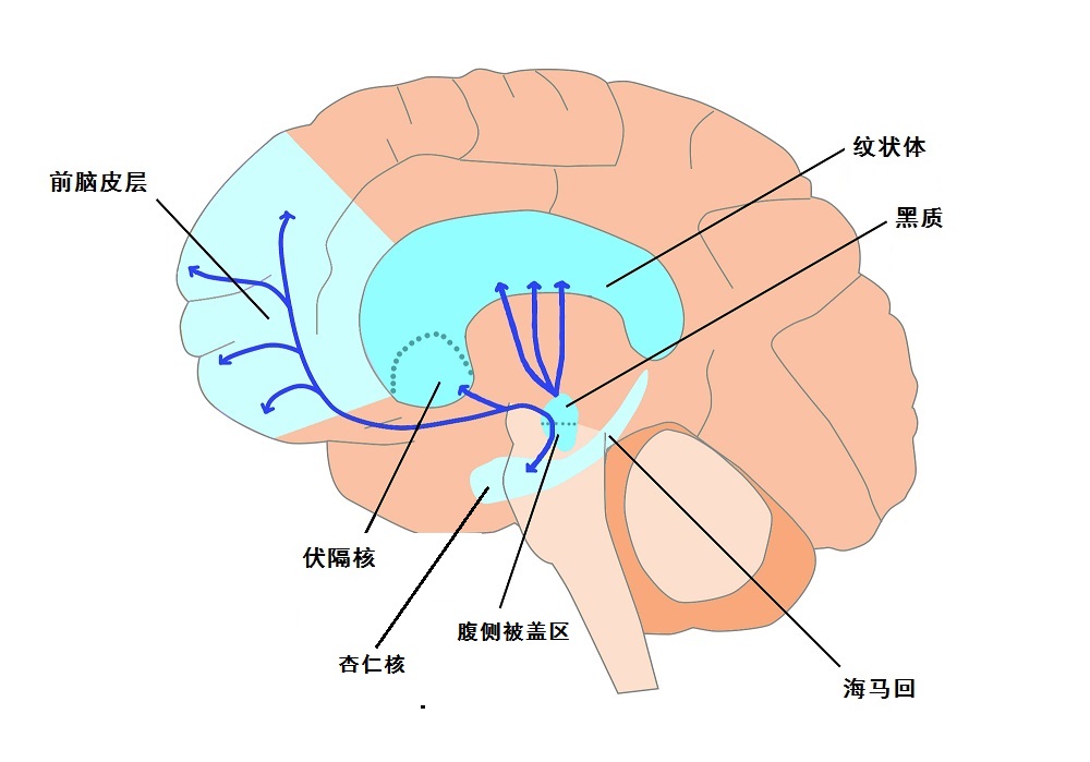 楔叶属于大脑哪个叶图片