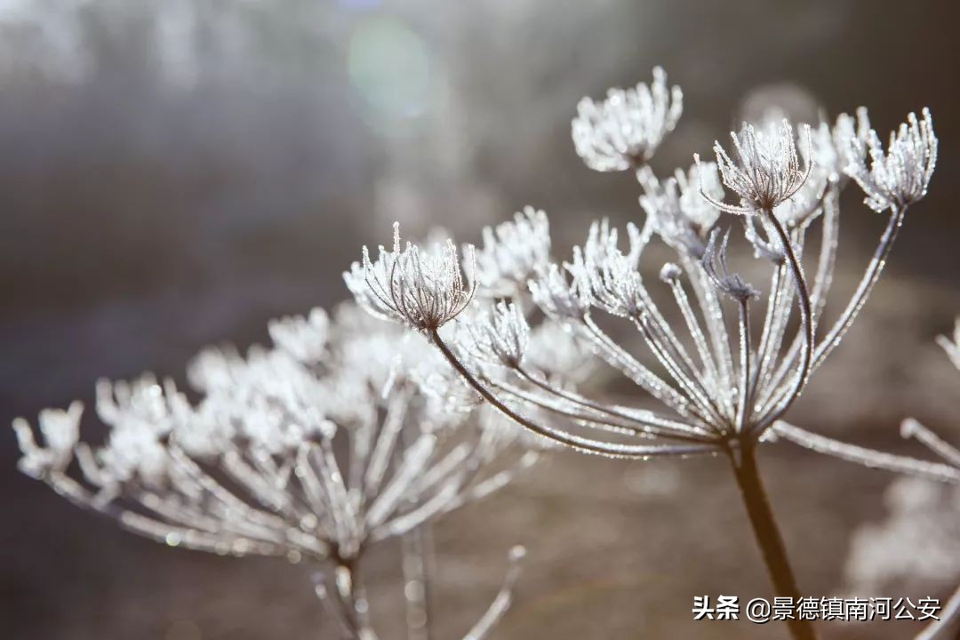 今日霜降｜一转眼，又已是深秋了