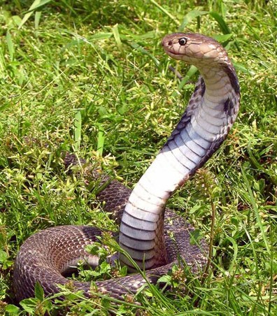 在农村干活,面对突如其来的过山峰毒蛇,你怎么办?