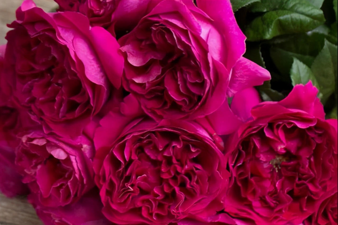 比较受欢迎的10款进口玫瑰花,一直都供不应求,你粉了吗?