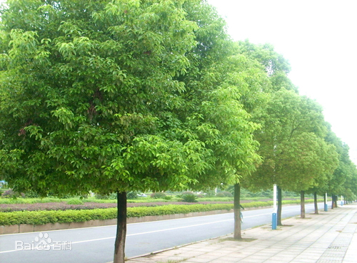 你知道最贵的绿化树要多少钱嘛？来看看十大最贵绿化树