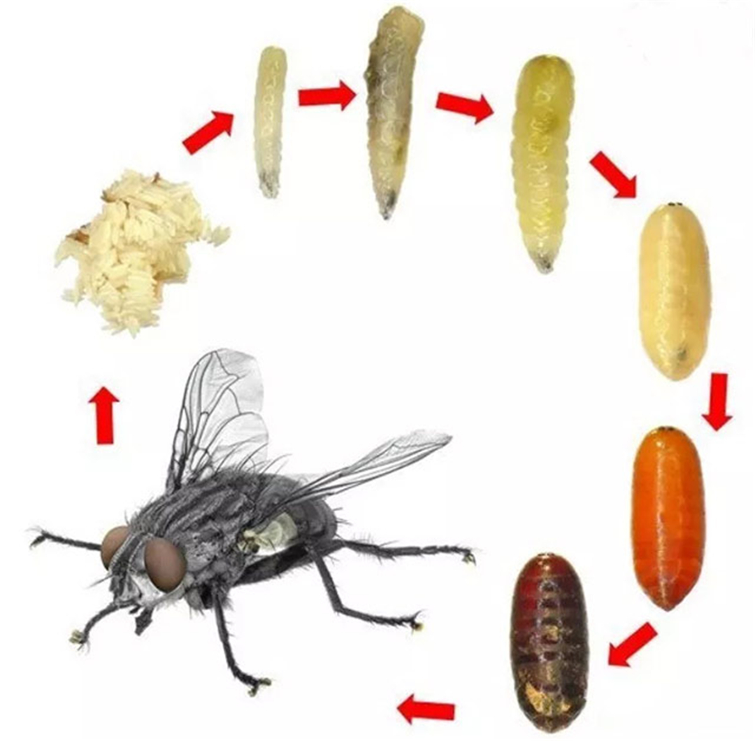 无头苍蝇还能活多久?