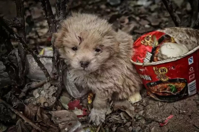 犬瘟初期眼睛的图片（得了犬瘟的狗狗眼睛是什么症状）-第4张图片-华展网