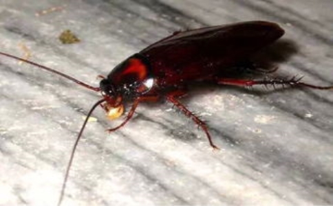 专业虫控公司教你如何正确灭蟑螂