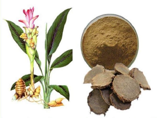 莪术的根茎细长,拿在手上像是一个小型的纺锤,有樟脑般的香味,是一种