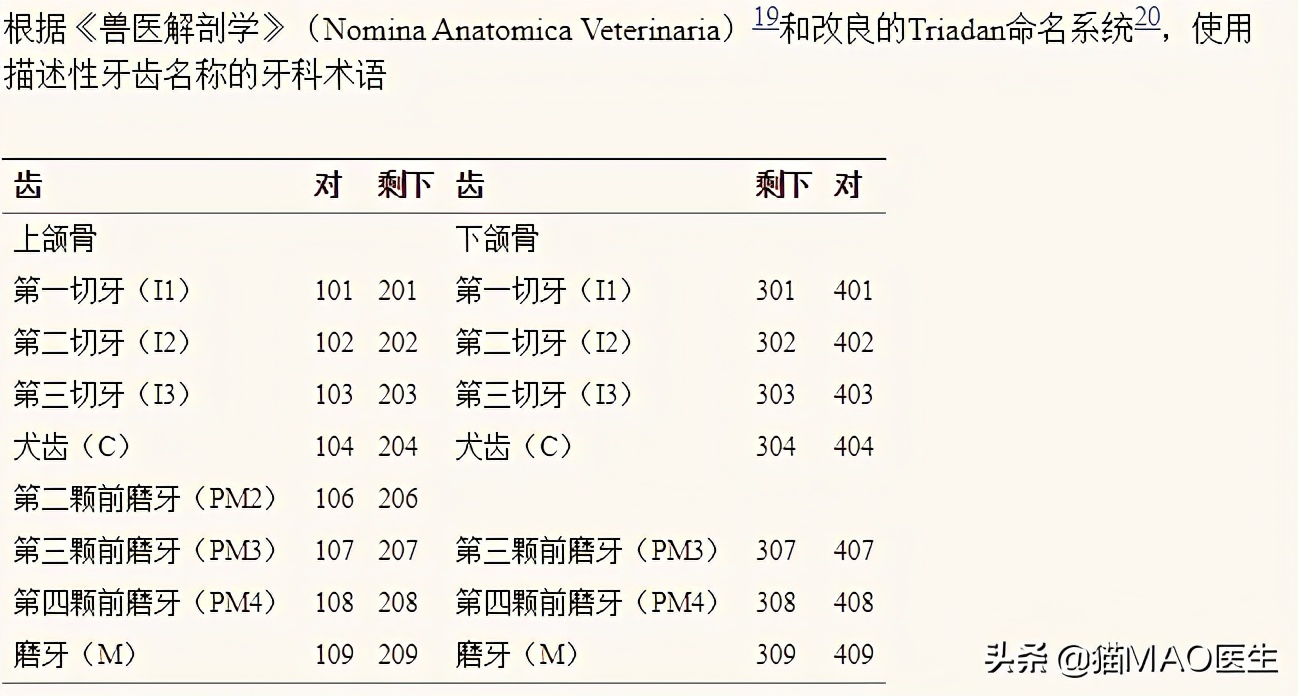 口腔中超和是什么时候(缅因猫多发一些牙齿疾病？这些临床病例带你更加了解猫咪牙科)