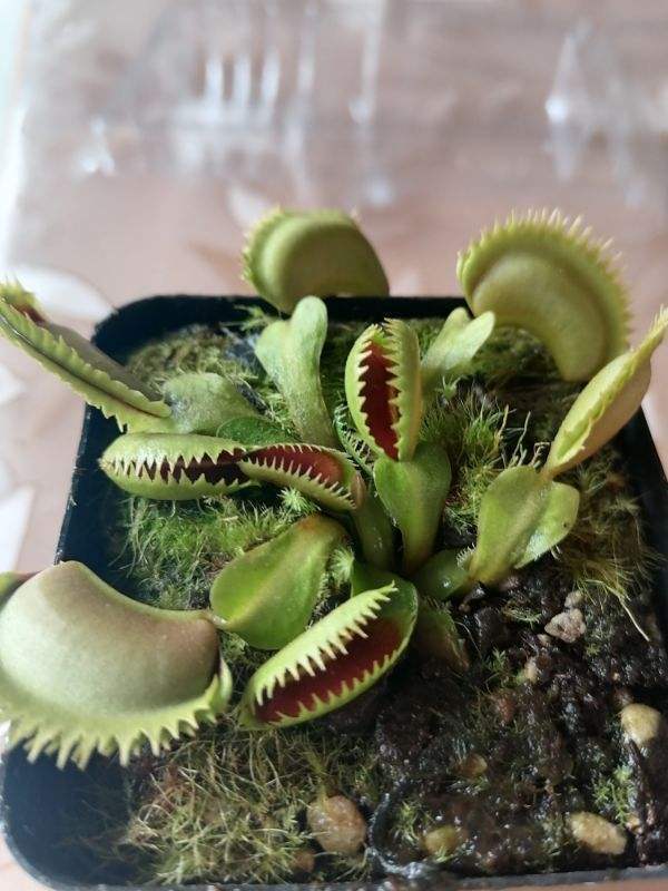 小巧可爱的吃虫草,简单好养,帮你除去蚊虫烦恼