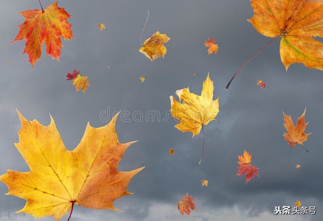 落叶飞舞在空中图片