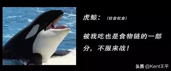 身为海洋食物链“顶端杀手”的它,竟对人类有蜜汁好感?