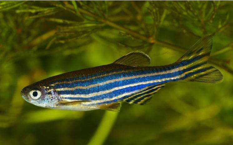 為什麼養的斑馬魚從來不繁殖(斑馬魚為什麼好養)-萬思特網