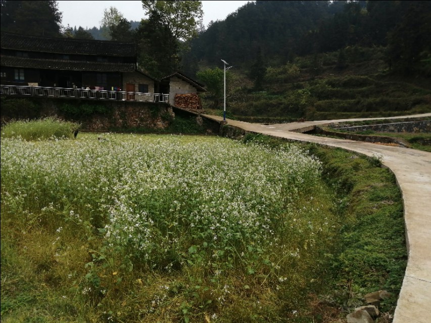 陌上花开，彩蝶翻飞，蜜蜂采蜜，这是一阙美丽的《蝶恋花》