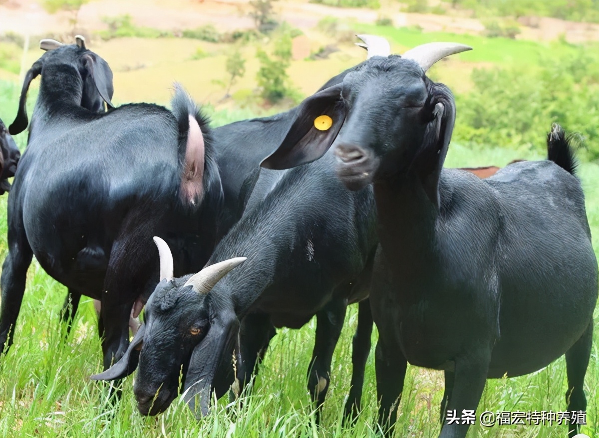 努比亚黑山羊种羊一斤多少钱，黑山羊产仔多长300斤是否好销售