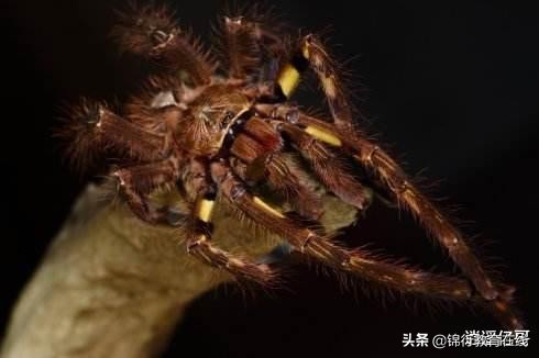 世界上十大最毒蜘蛛, 最后一种简直就是男人的噩梦！！