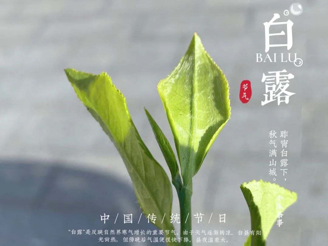 蒹葭苍苍，白茶生霜，在白露节，谱一曲2021年白露茶的丰腴甘润