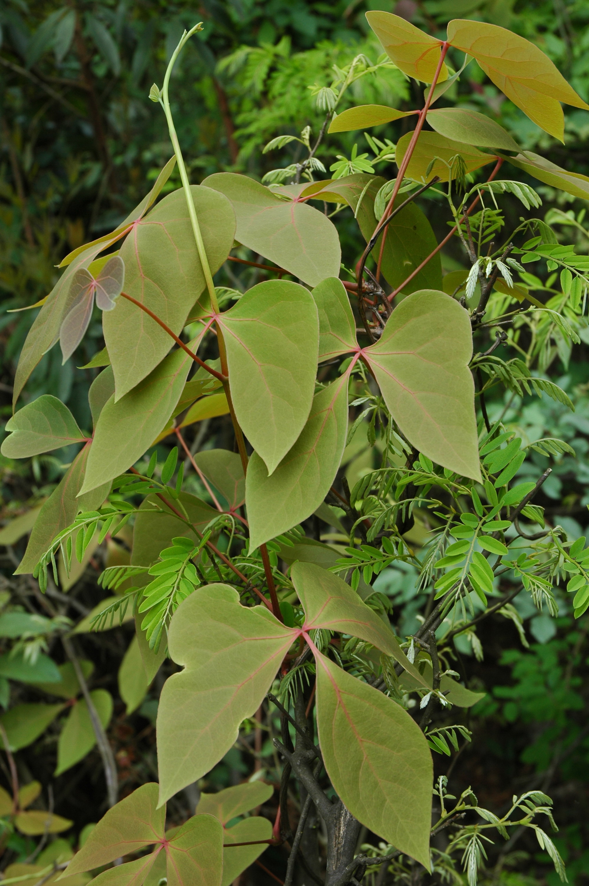 红藤的功效(每日学中药-大血藤)