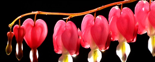 灯笼花怎么养（灯笼花的正确养殖技巧分享）