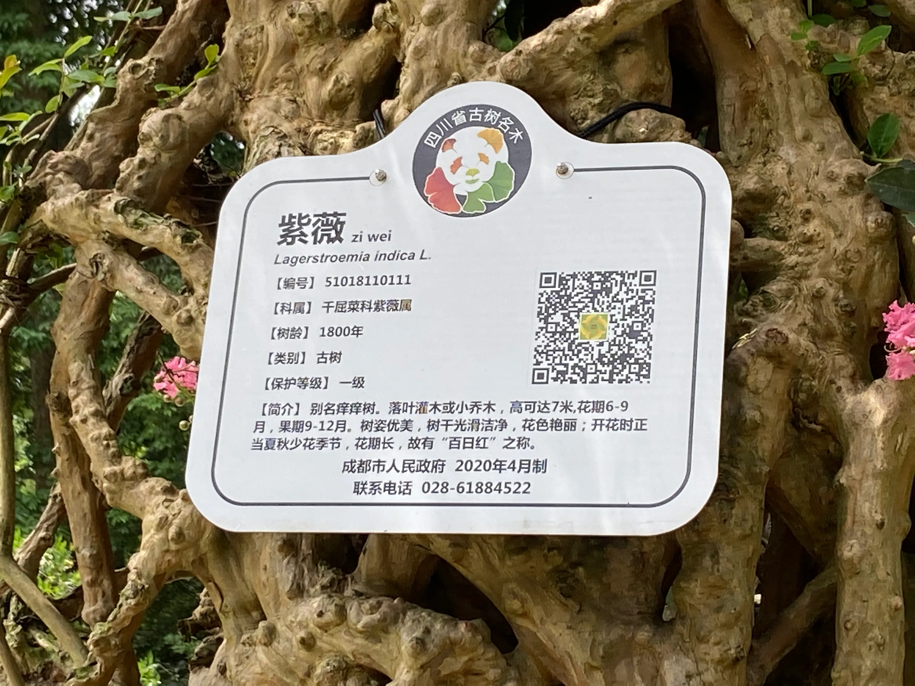 深圳去九寨沟旅游(深圳自驾九寨沟8日游（深-重庆-成都-都江堰-乐山-九寨沟-返深）)