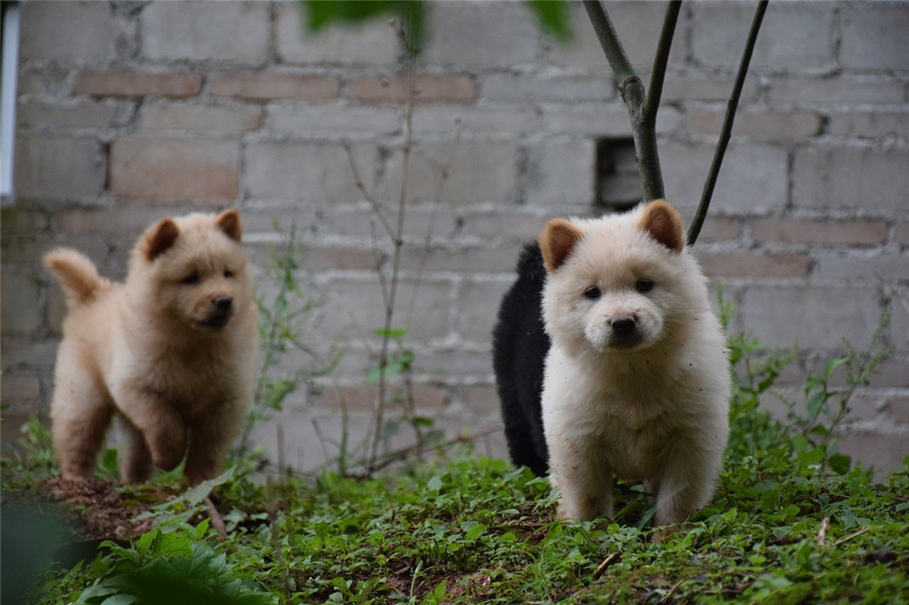 我亲手送走了爱犬！相比主人的心痛，宠物安乐是不是真的很痛苦？