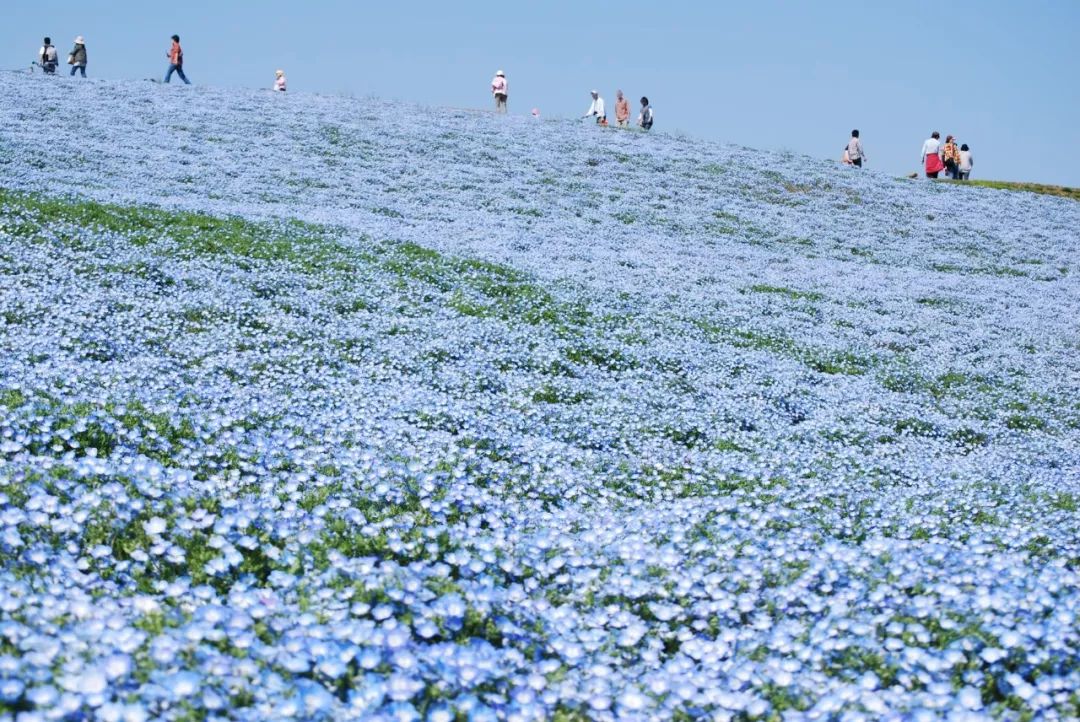 这个公园一年开花11个月，上千种花看不过来，门票才30块