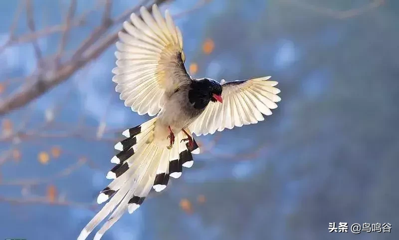 鸦科鸟的饲养浅谈