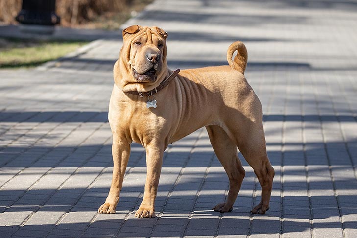 中国沙皮犬中国沙皮犬的寿命