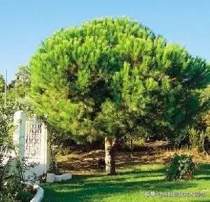 常绿乔木有哪些（70多种常用常绿乔木图例宝典）