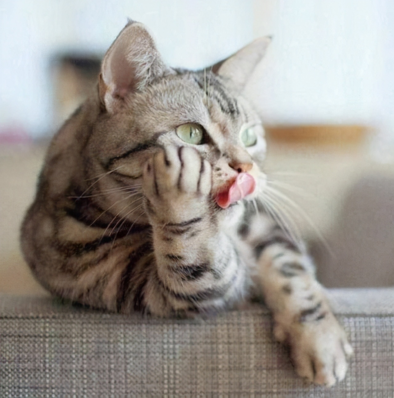 关于猫咪，那些鲜为人知的“冷知识”