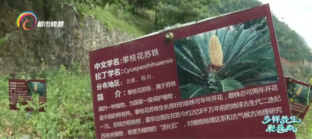 轿子山攀枝花苏铁：守护植物“活化石”