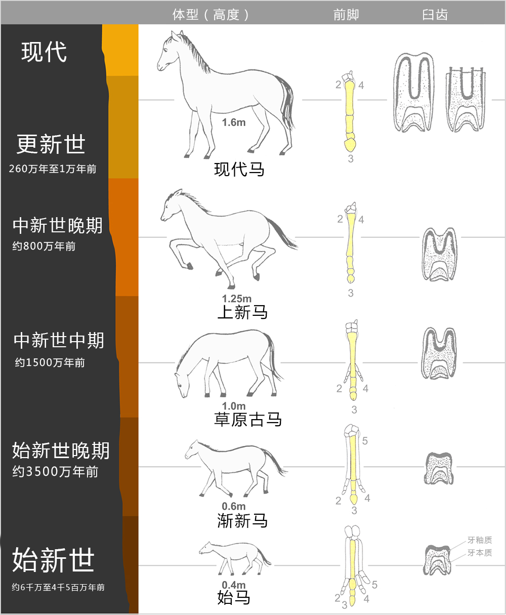 驴是怎么配对（马配驴是怎么配对的）-第2张图片-昕阳网