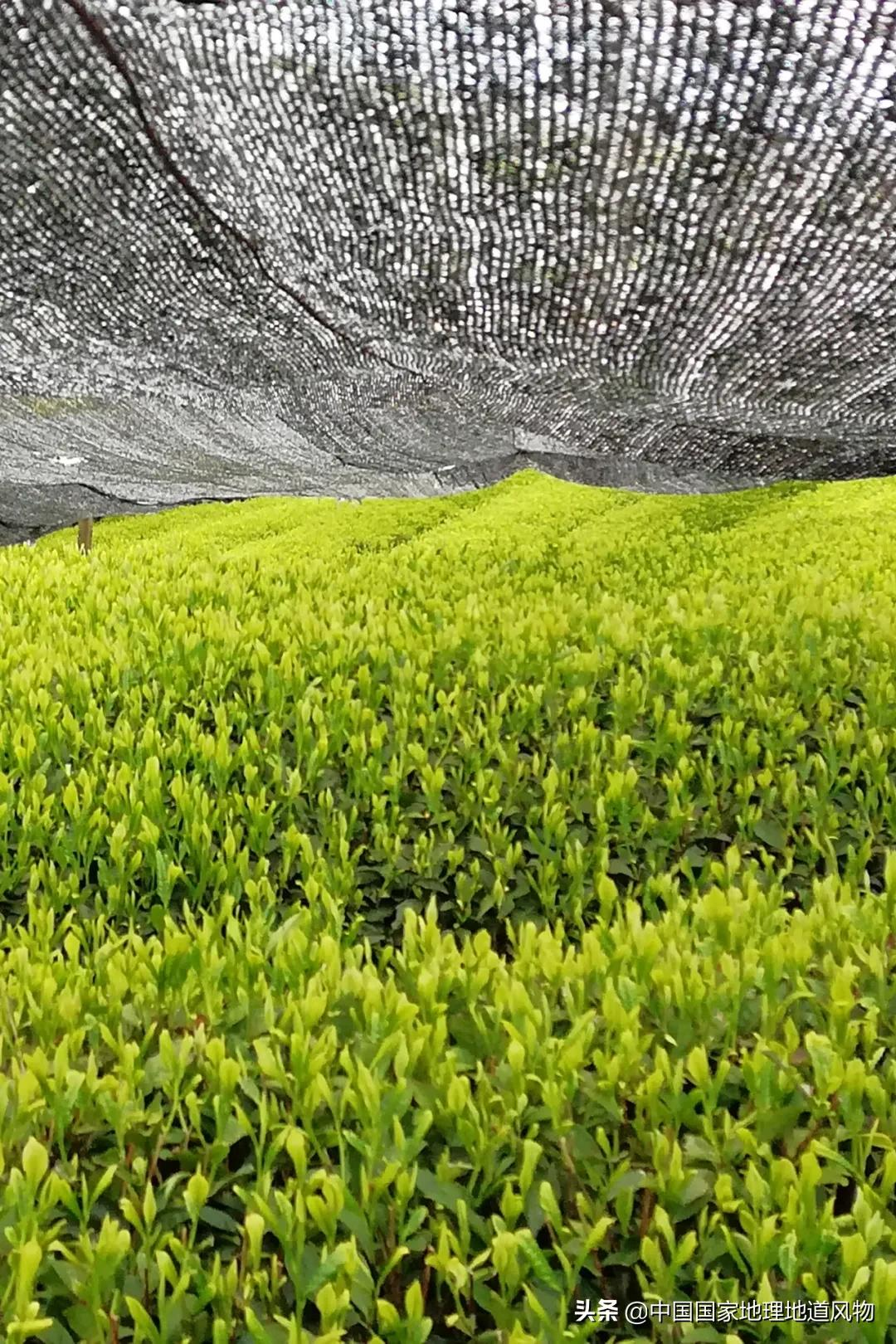 要想七夕过得去，最好有点抹茶绿