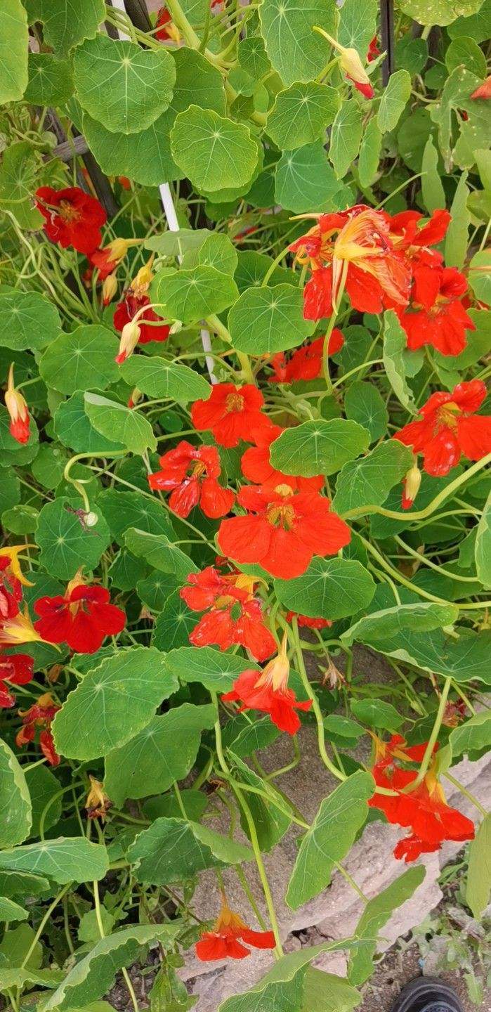 花草的图片大全（100种常见花图鉴一览表）
