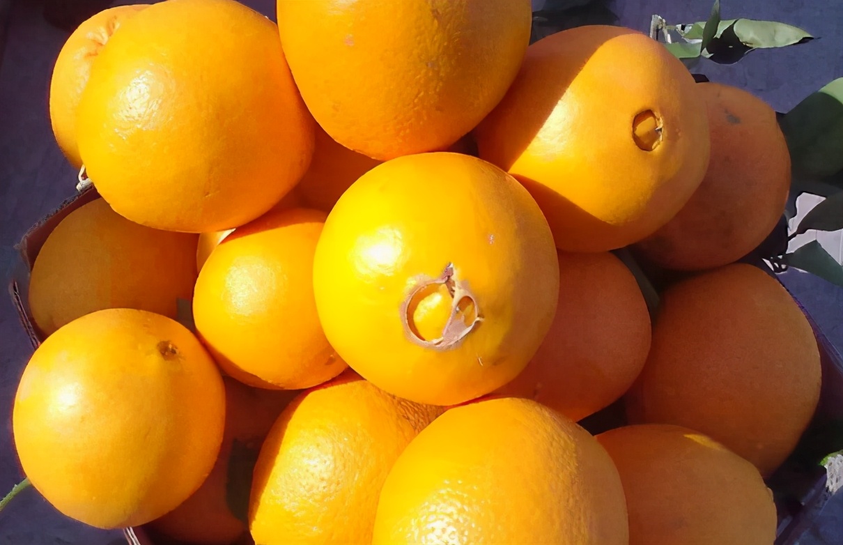 光凭一点去判断不够全面,再教你几招挑选技巧:首先看看脐橙的形状,有