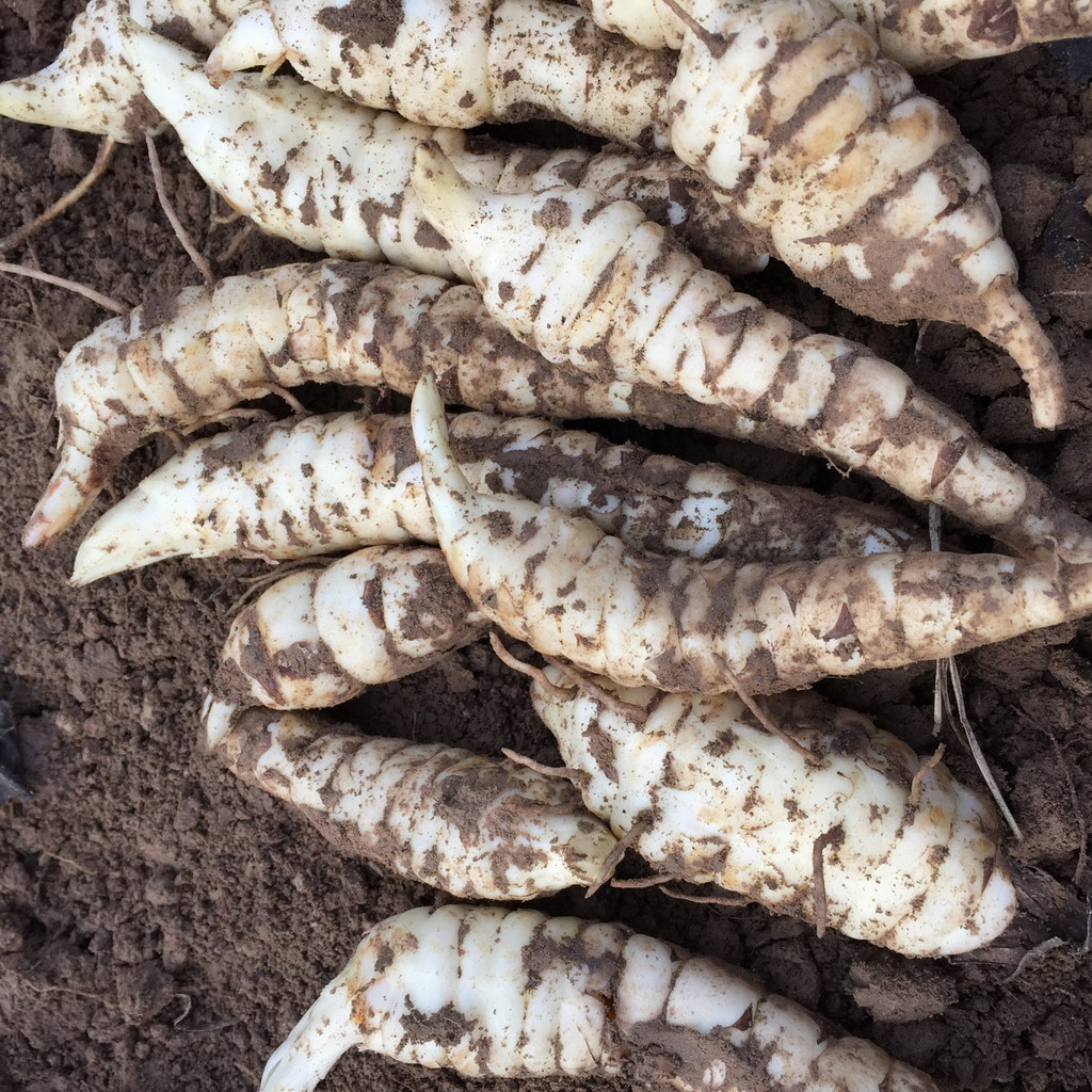 这种作物很常见,康熙曾赐名地参,如今每亩利润超万元