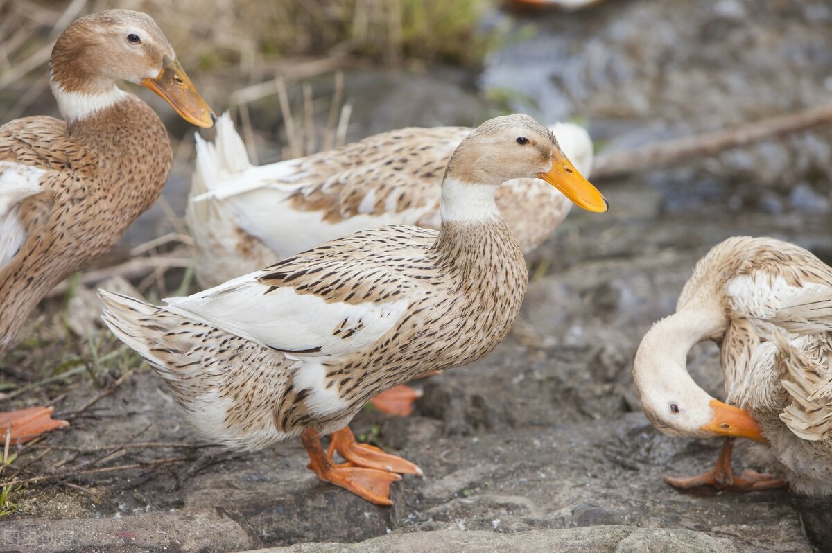 在家怎样喂养小鸭子
