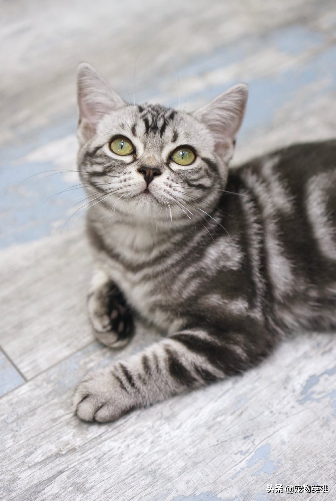 美国短毛猫价格(养美短的人那么多) - 价格百科