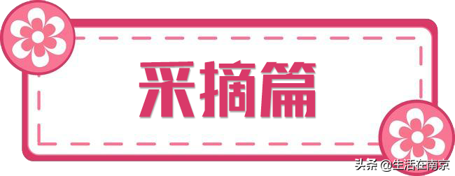 南京小长假出游全攻略，采摘、爬山、踏青、放风筝、博物馆汇总