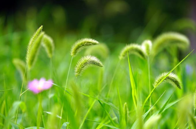 狗尾巴草的花语是什么（花语是偷偷的暗恋着你）-第5张图片