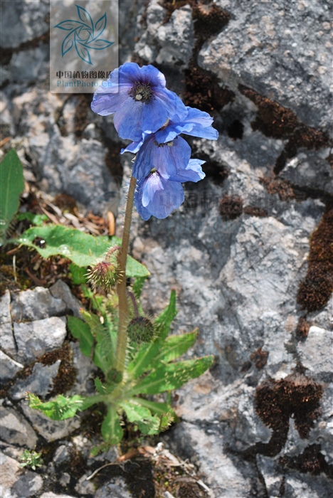 雪参果「雪参果功效与作用」