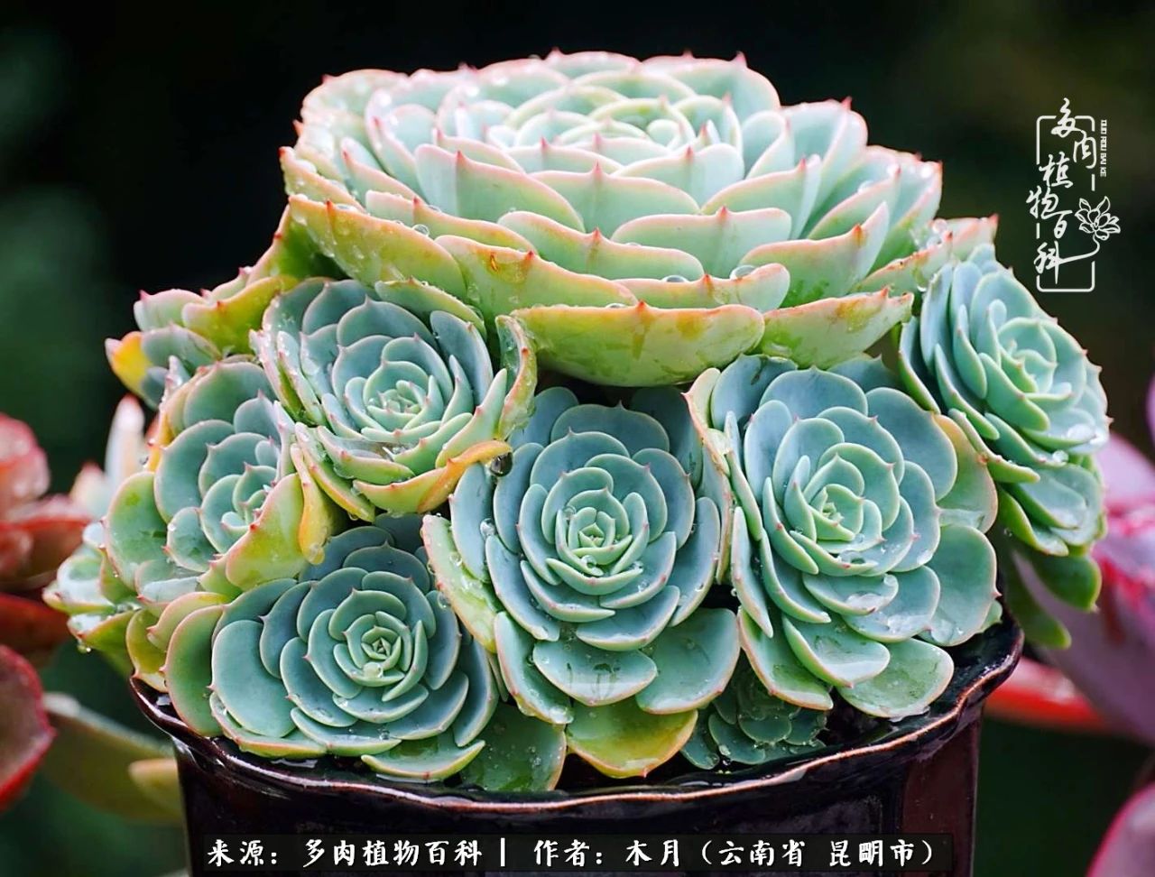 比利时玫瑰老桩怎么养忌讳什么「科普」 -骁龙网