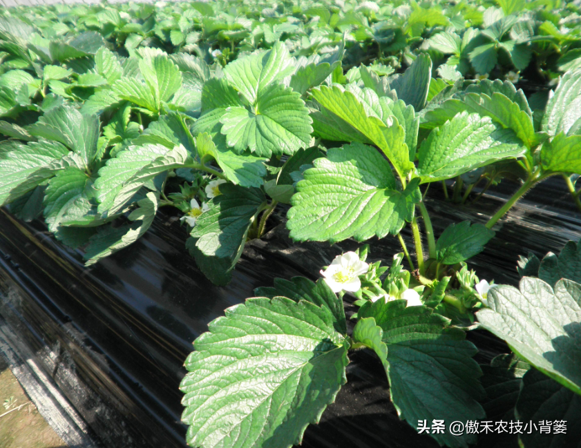 种植草莓的技术和日常管理方法（种植草莓的技术和日常管理方法盆栽）-第7张图片-昕阳网