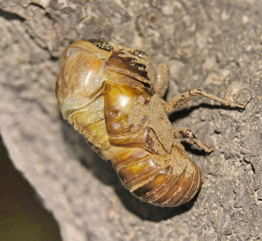 金蝉用自己的一生，告诉了我们七个人生哲理