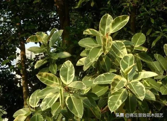 常绿乔木有哪些（70多种常用常绿乔木图例宝典）