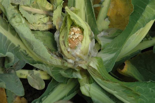 花椰菜常见9种病虫害,用什么药防治效果好呢?有经验菜农这样做