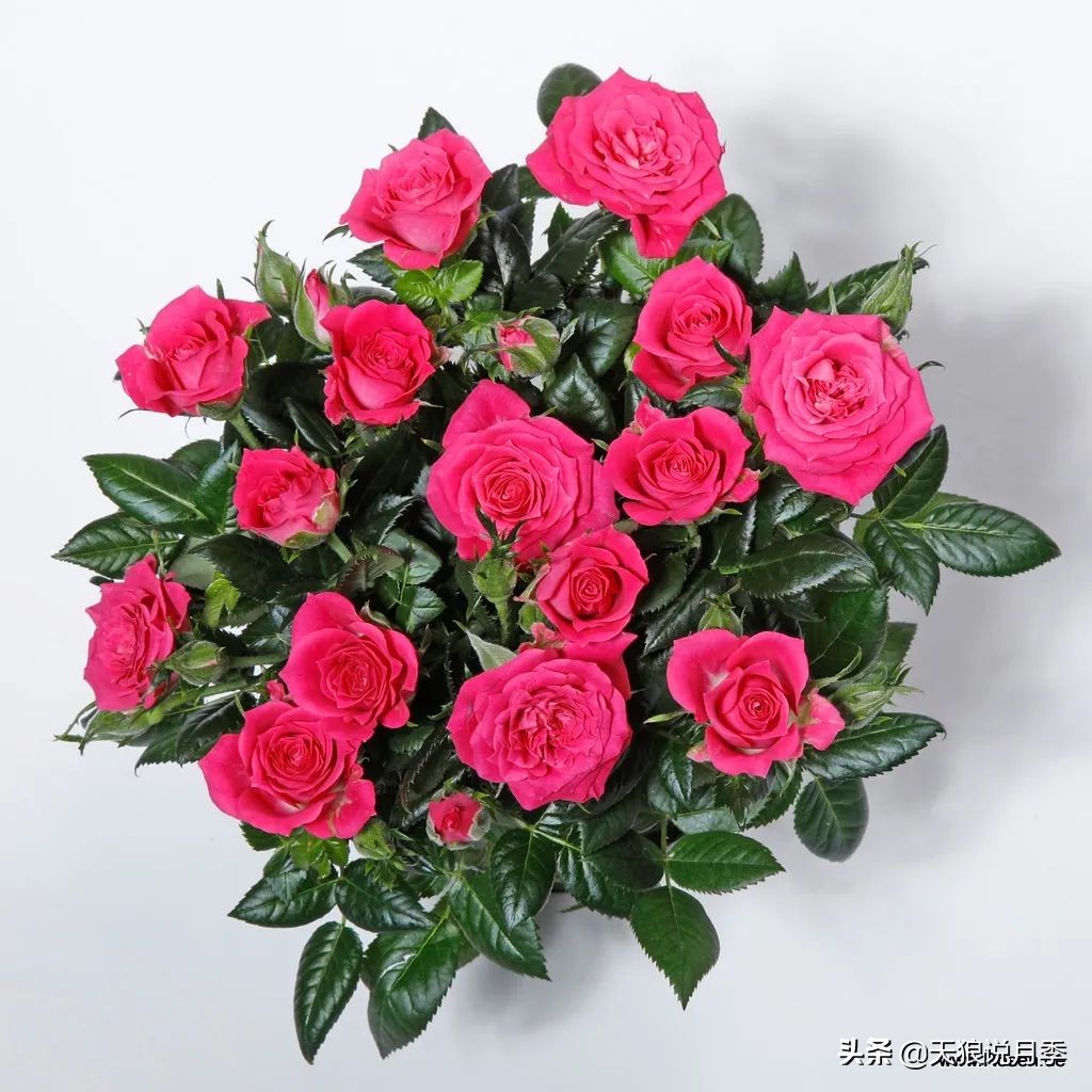 2020世界新品月季大赏，一起来看看都有哪些值得期待的新品种