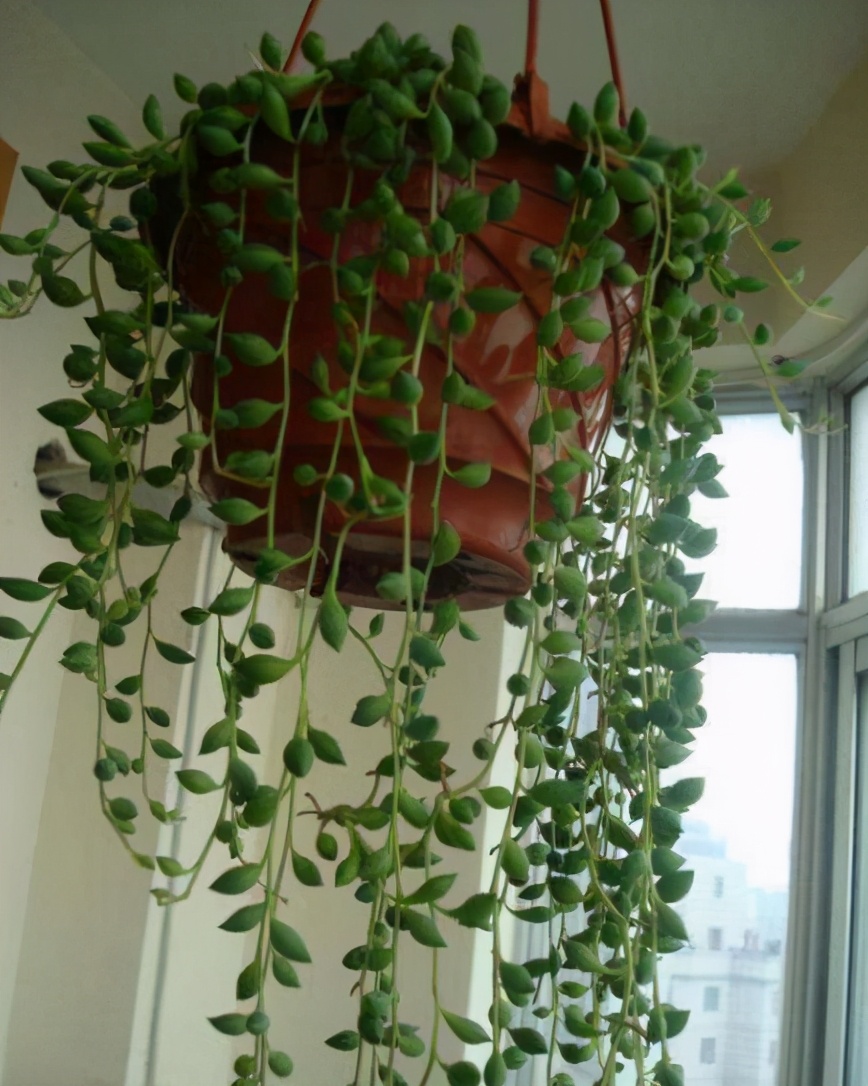 珍珠吊兰多肉植物怎么养新手必看「专业回答」 -骁龙网