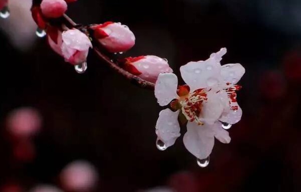 清明雨（新韵）