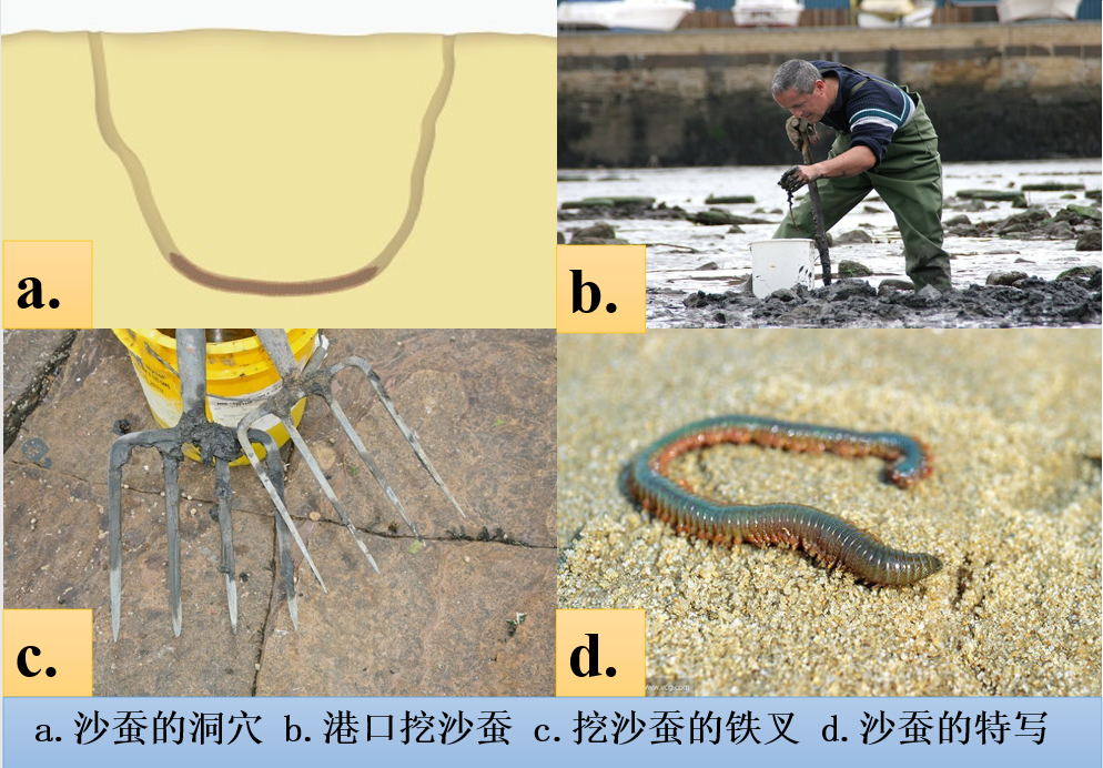 钓鱼用的沙虫子怎么养详细介绍精心整理