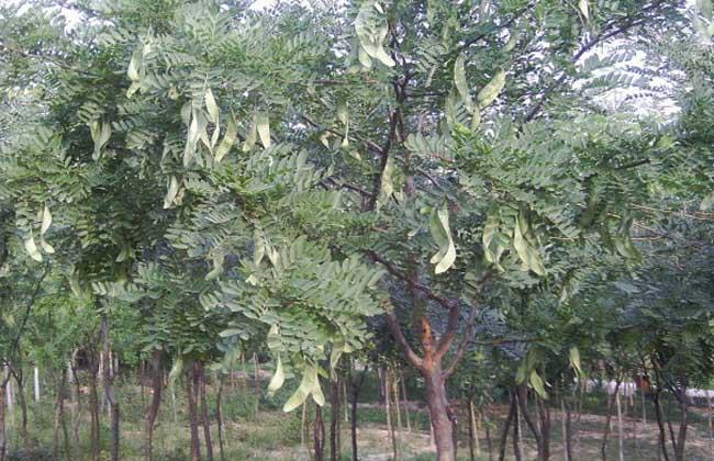 植物皂角树图片（了解农村常见的皂角树有哪些利用价值）