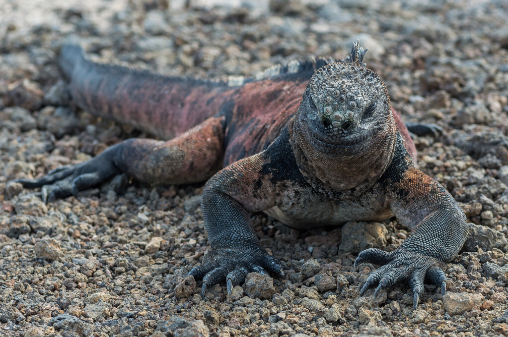 总是断尾求生的蜥蜴,尾巴是怎么长出来的?