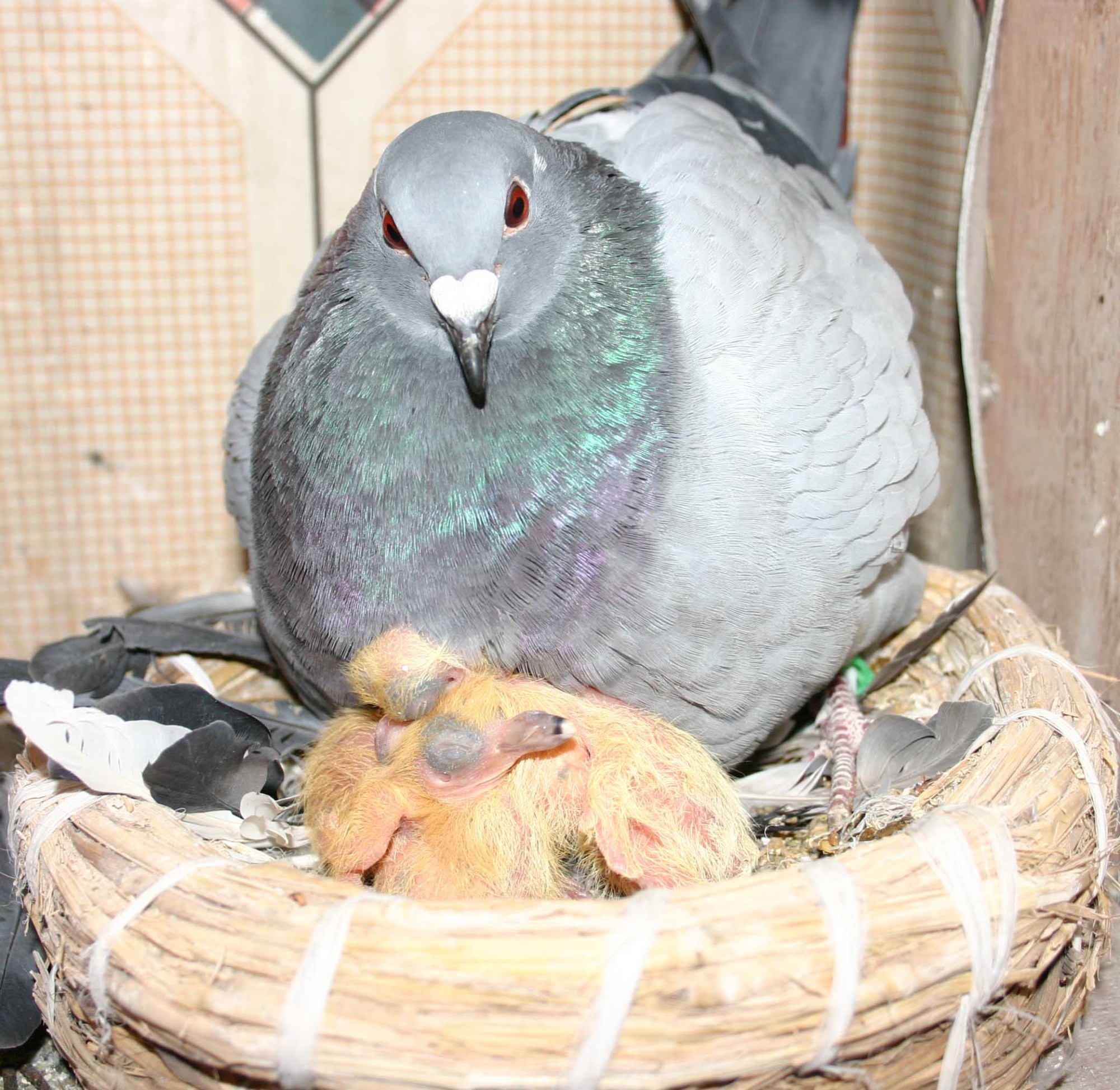 第二,鸽子蛋的孵化问题,鸽子蛋需要17天的孵化,然后小鸽子出来了.